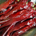 Hierbas solteras de chile rojo entero seco orgánico natural